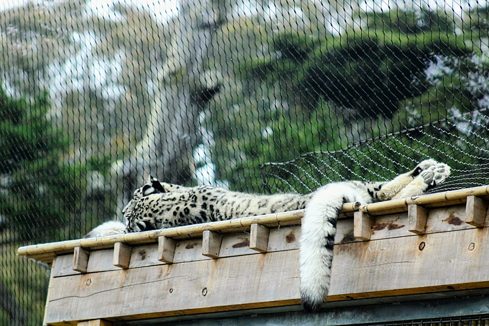 Sleeping Snow Leopard in Their New Habitat [05/25/2022]