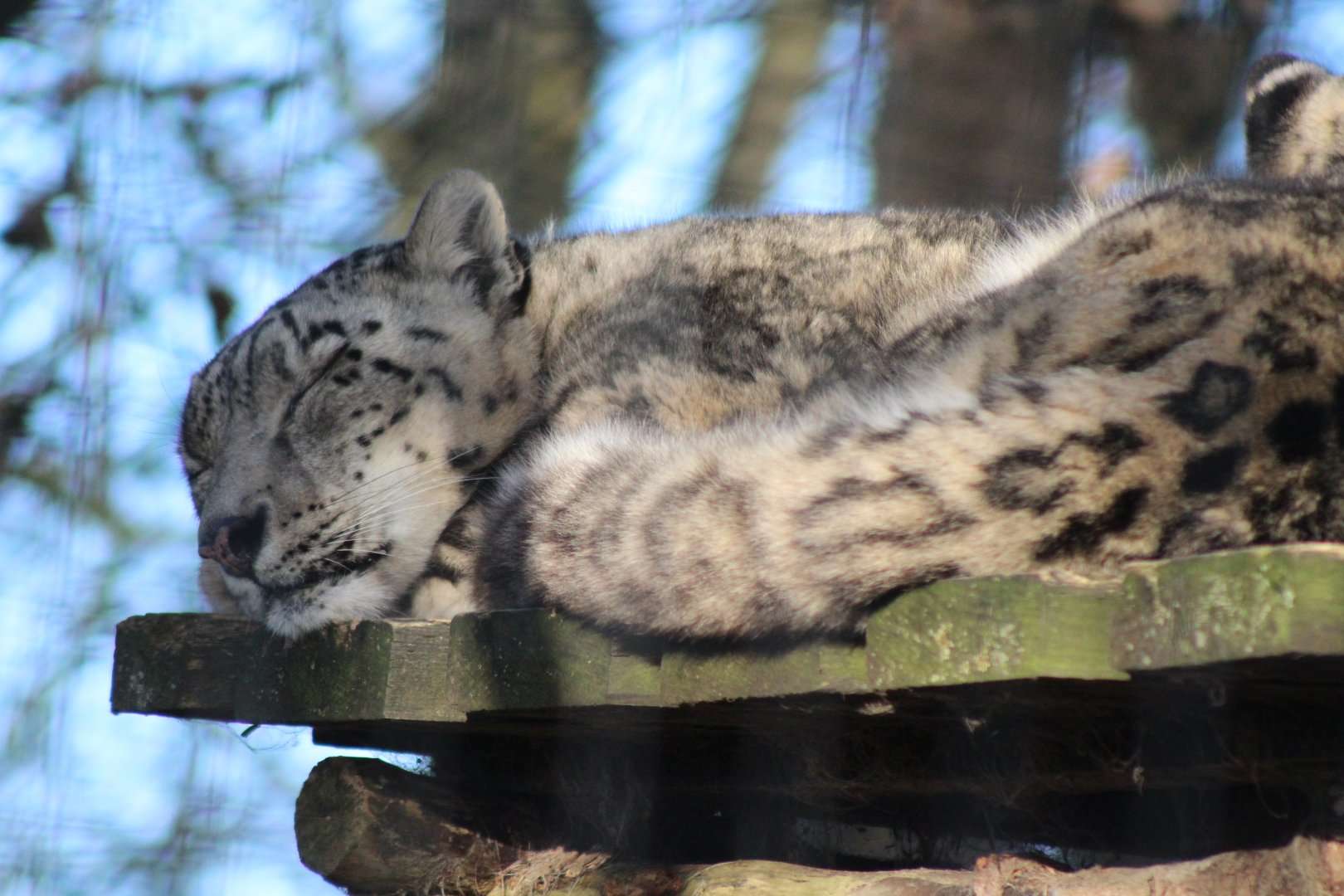 Sleeping Snow Leopard