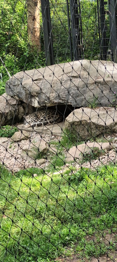 Sleeping Snow Leopard
