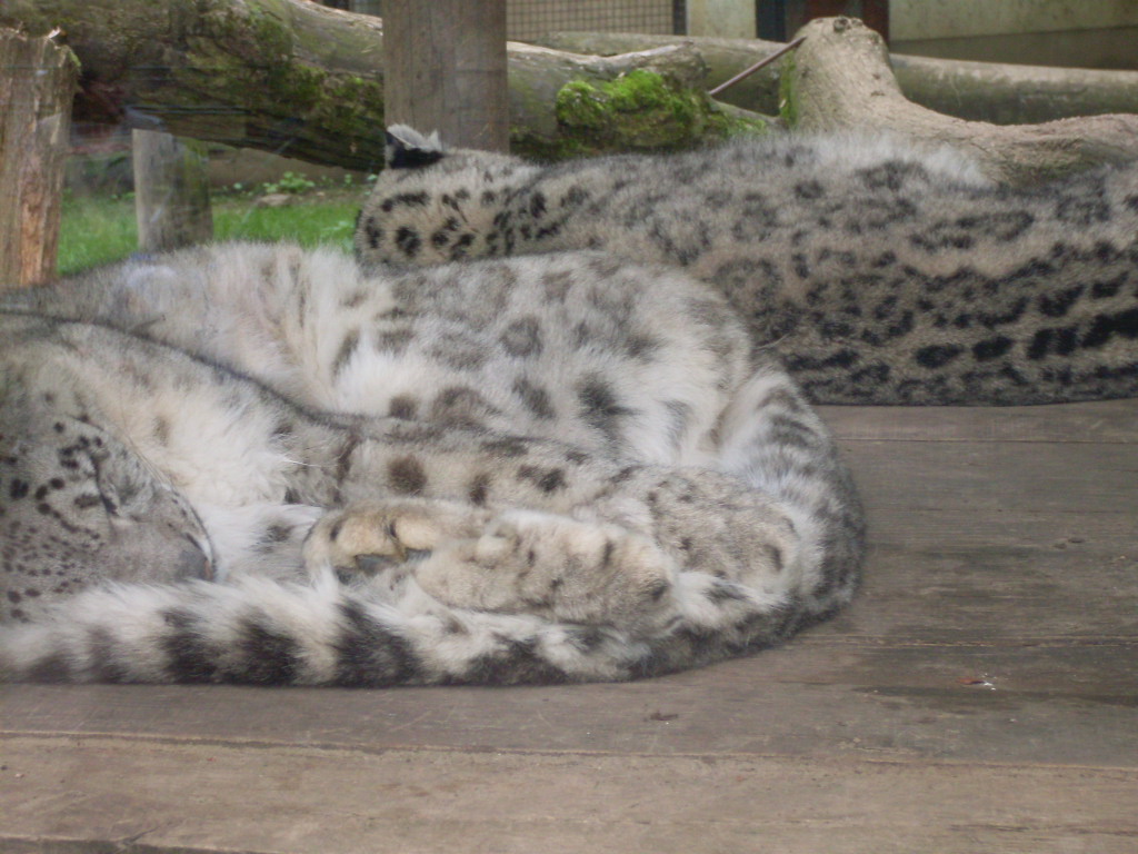 Sleeping snow leopards