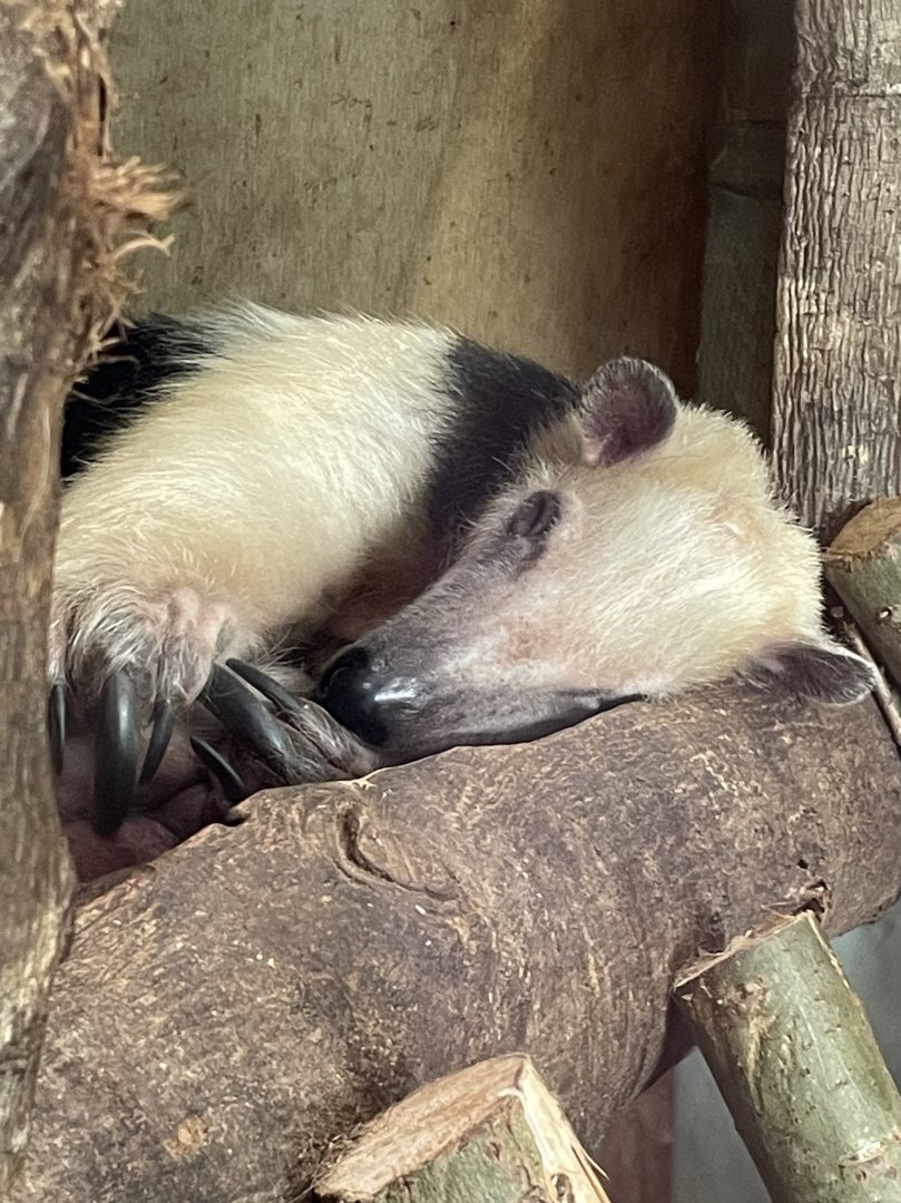 Sleeping Southern Tamandua