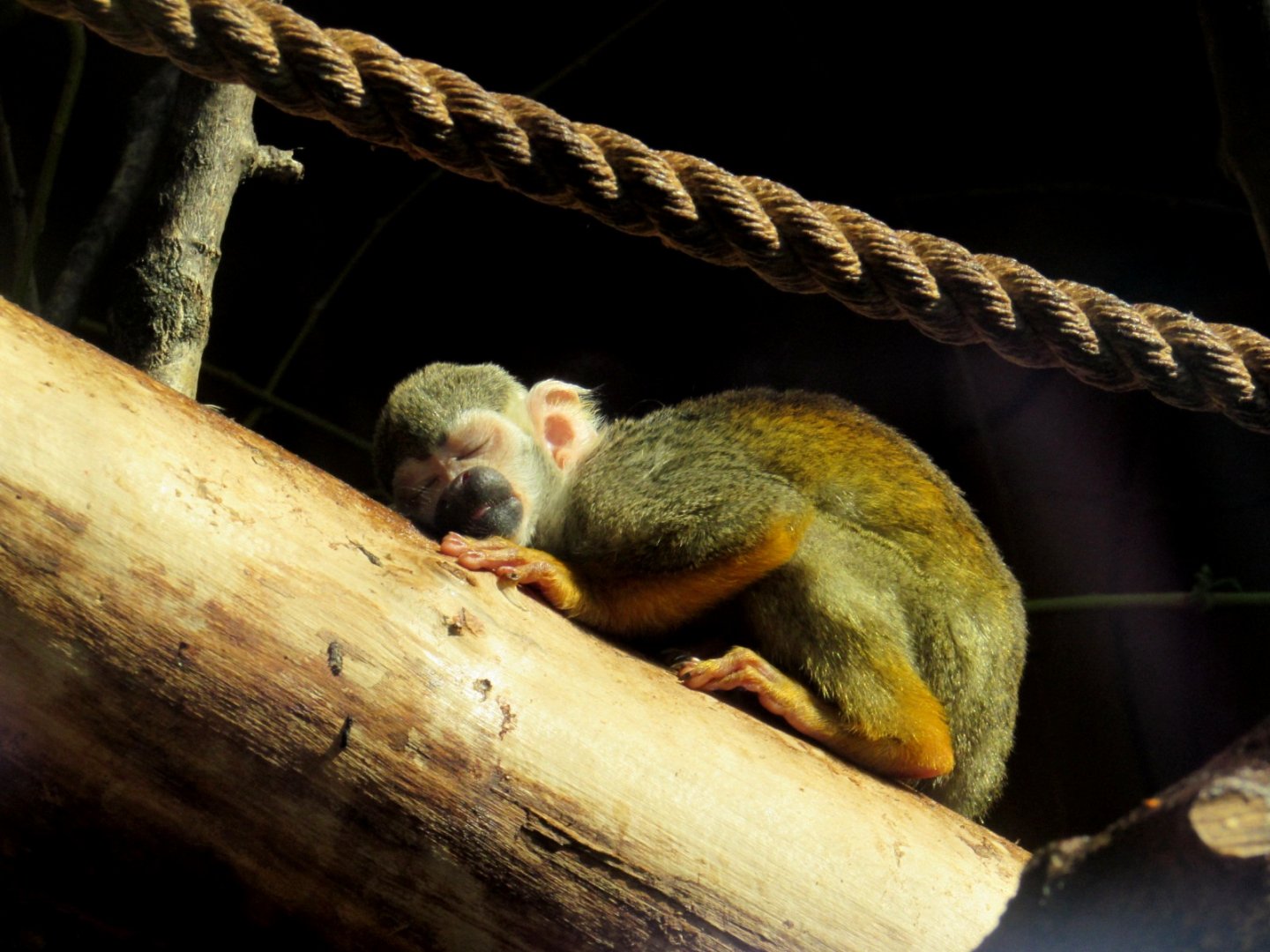 Sleeping squirrel monkey