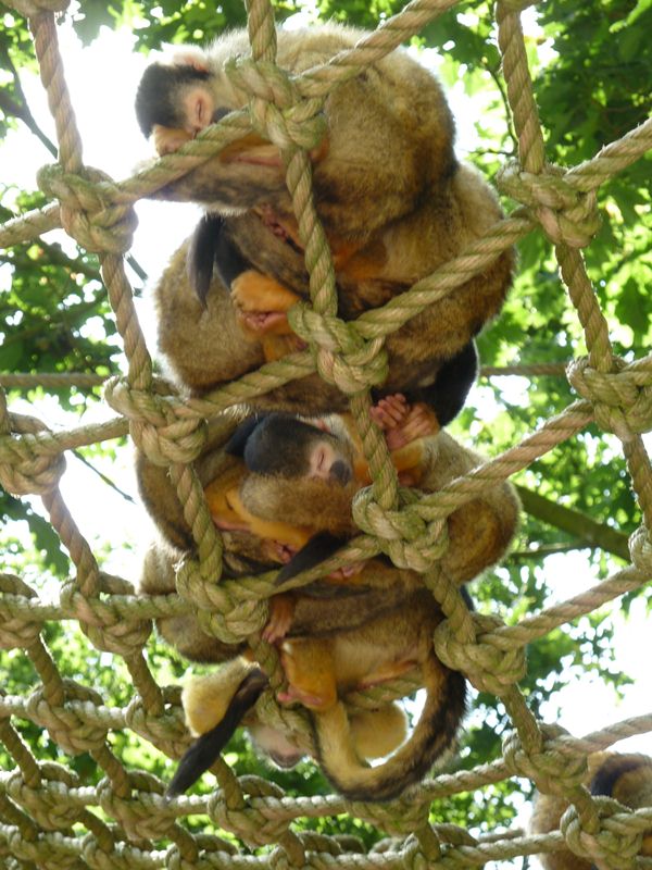 Sleeping squirrel monkeys