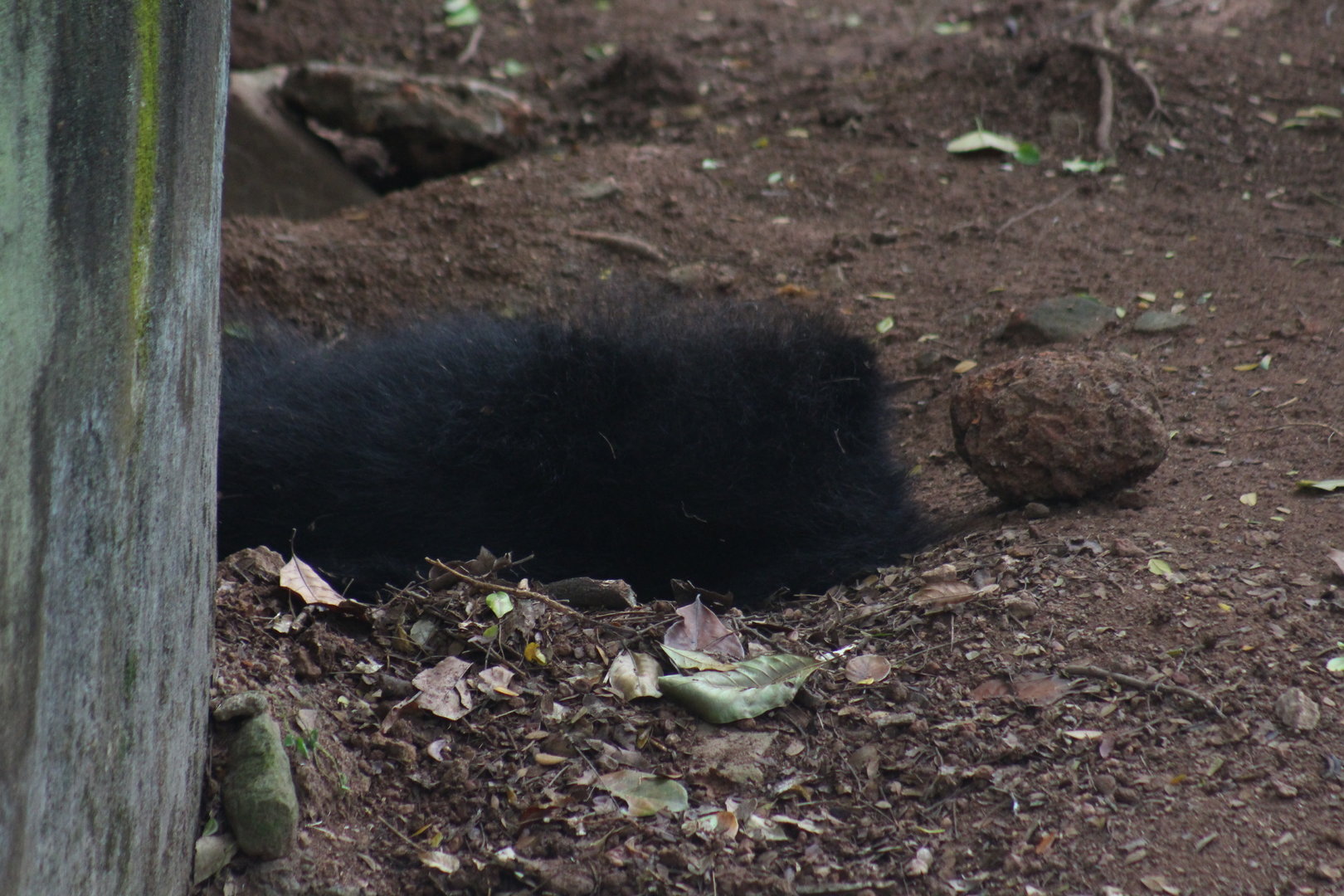 Sleeping Sri Lankan Sloth Bear