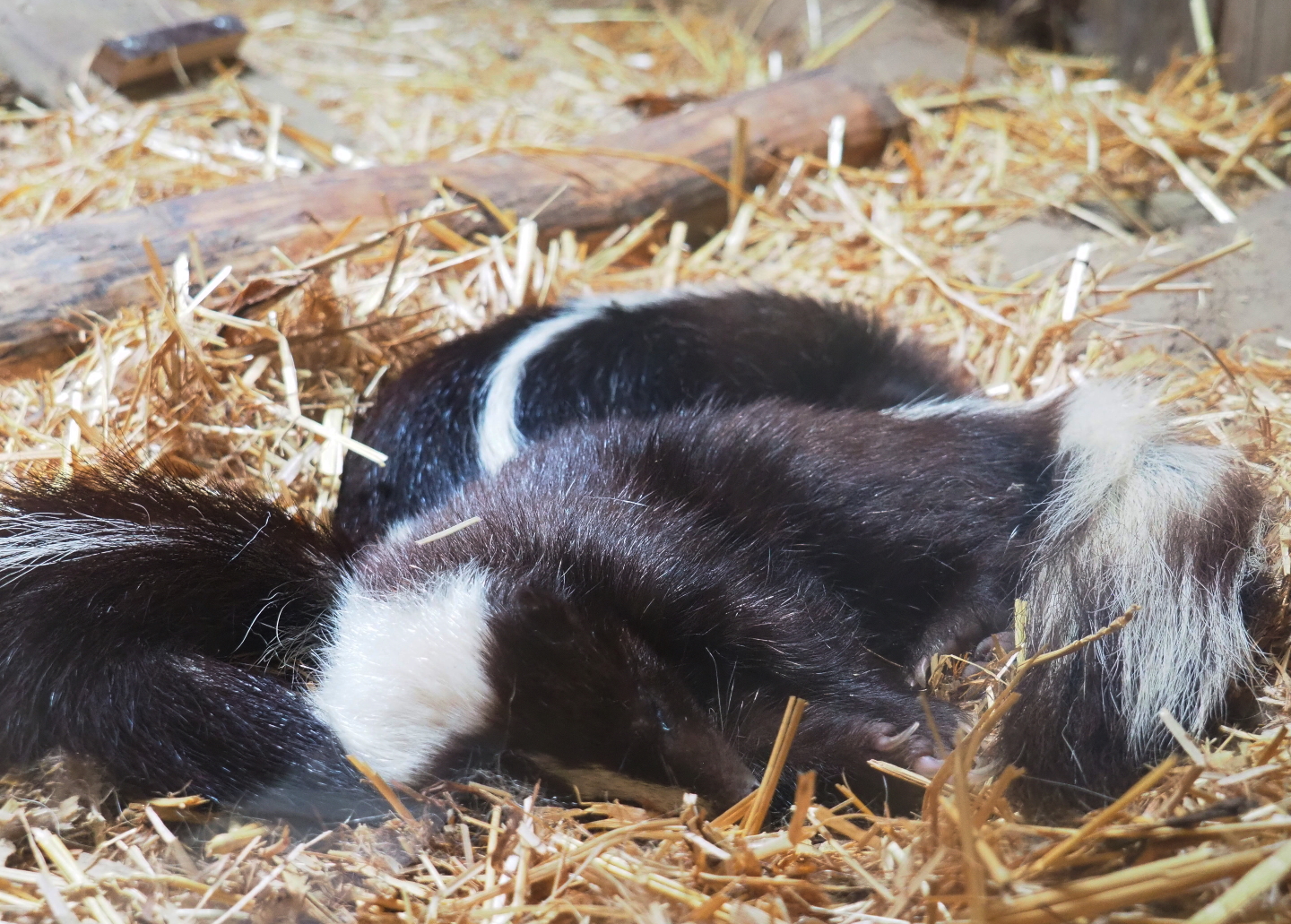 Sleeping striped skunks (Mephitis mephitis), 2019-07-21