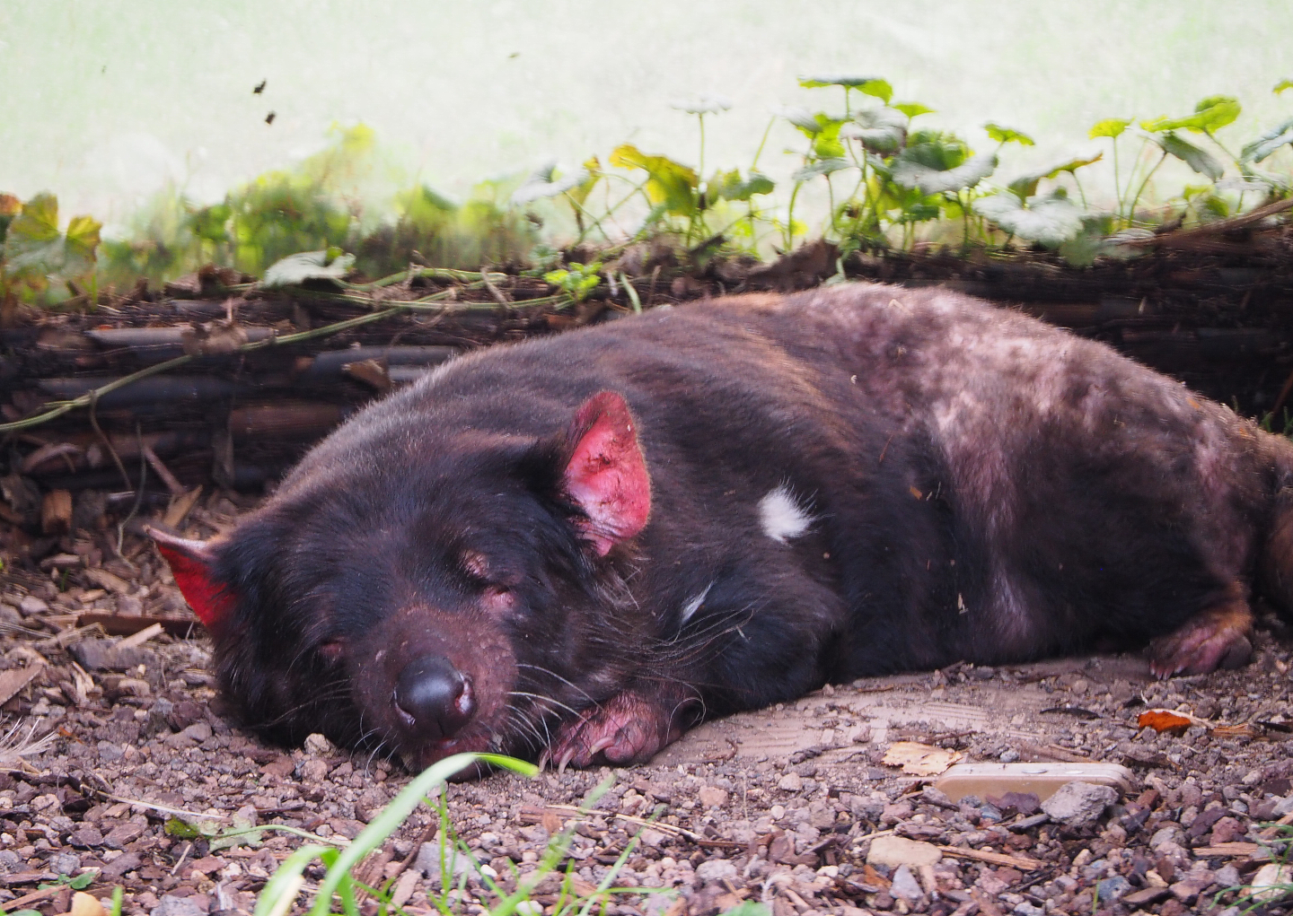Sleeping Tasmanian devil (Sarcophilus harrisii), 2019-10-04