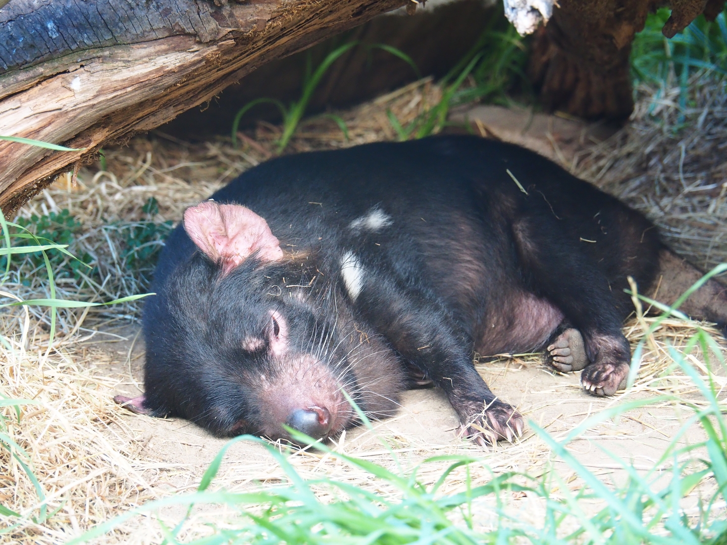 Sleeping Tasmanian devil (Sarcophilus harrisii)