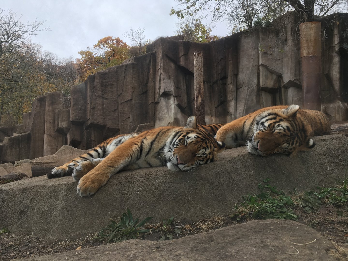 Sleeping Tiger Triplets