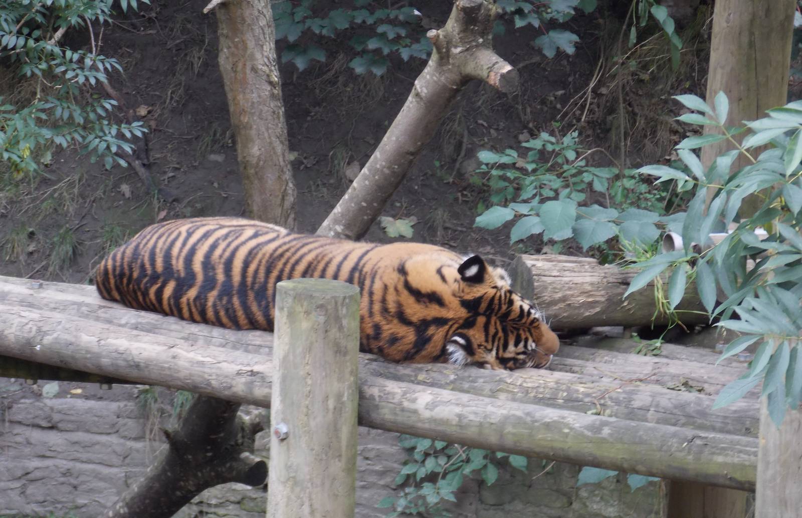 Sleeping Tiger
