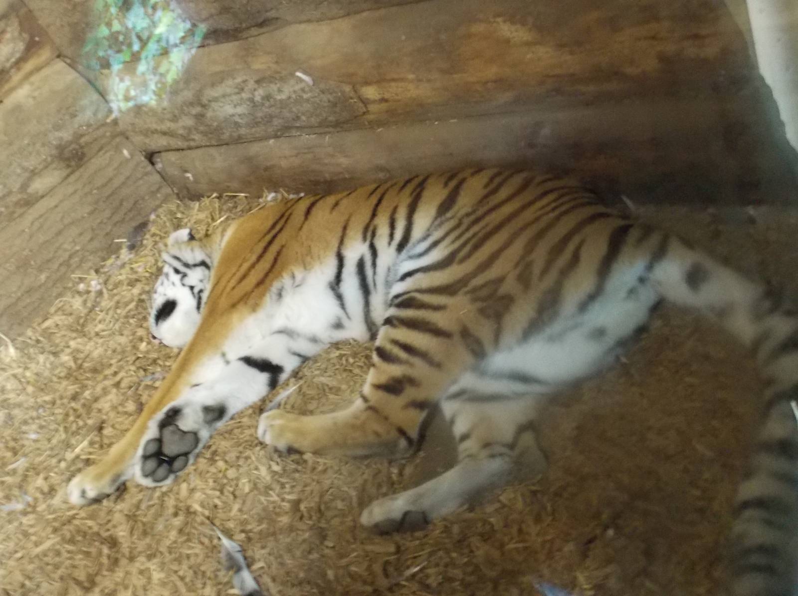 sleeping tiger