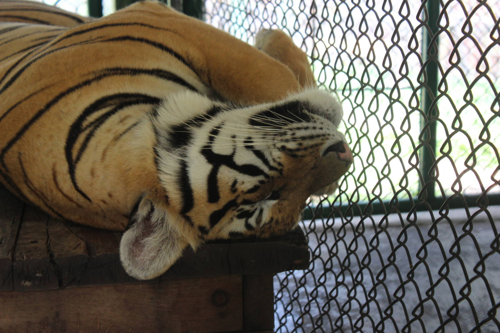 Sleeping Tiger