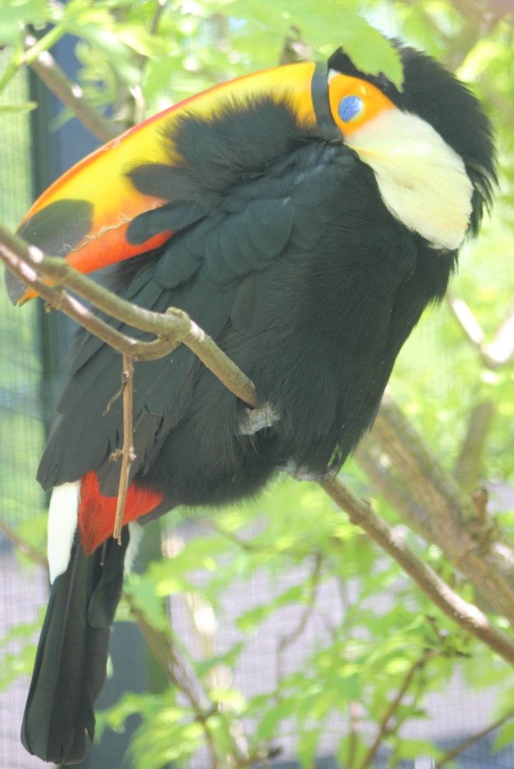 Sleeping Toco toucan