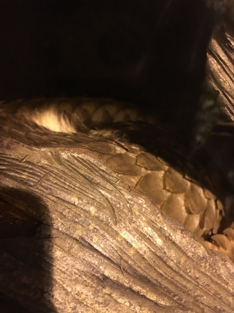Sleeping Tree Pangolin