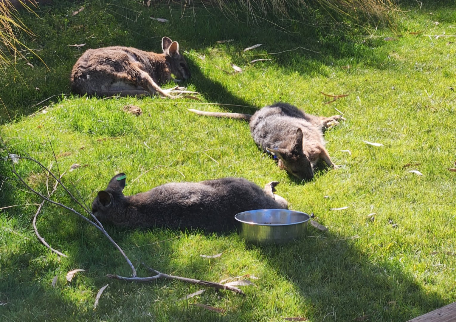 Sleeping wallabies