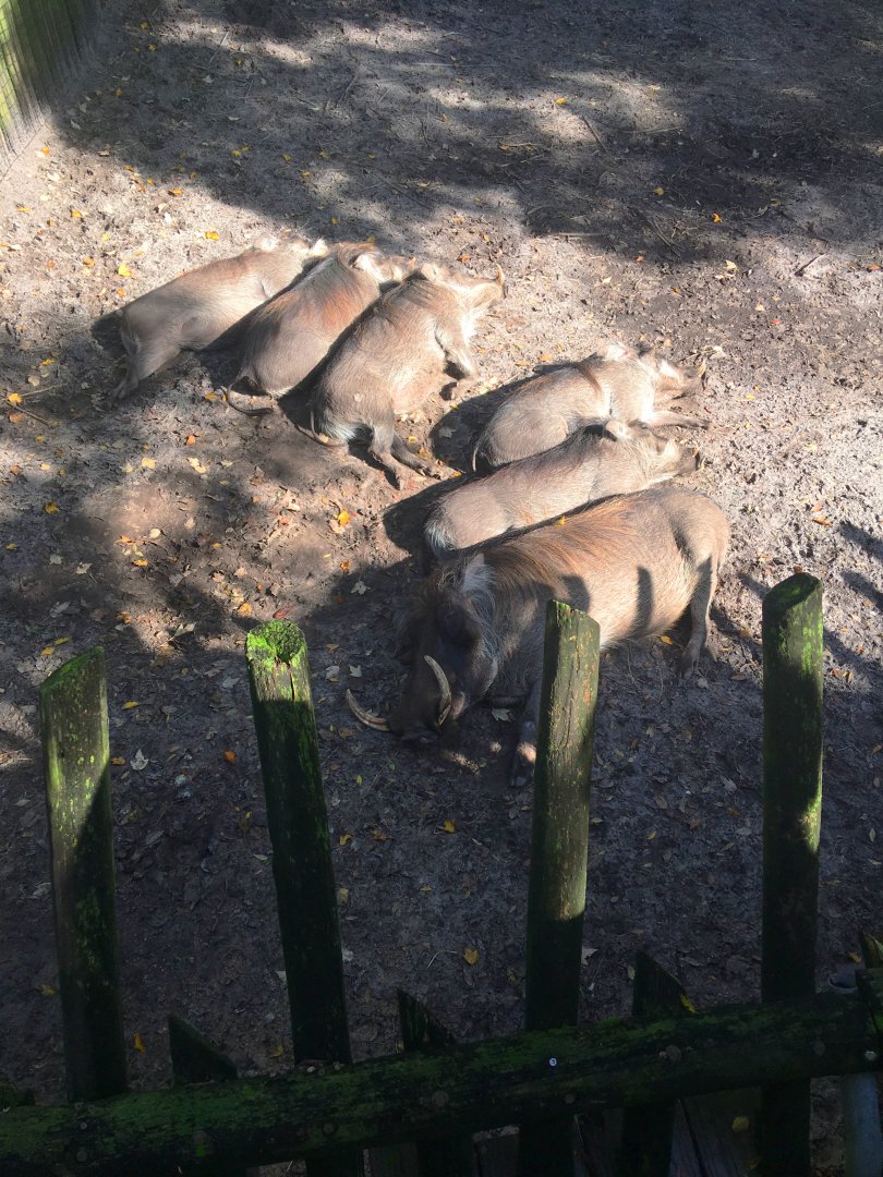 Sleeping Warthog Family