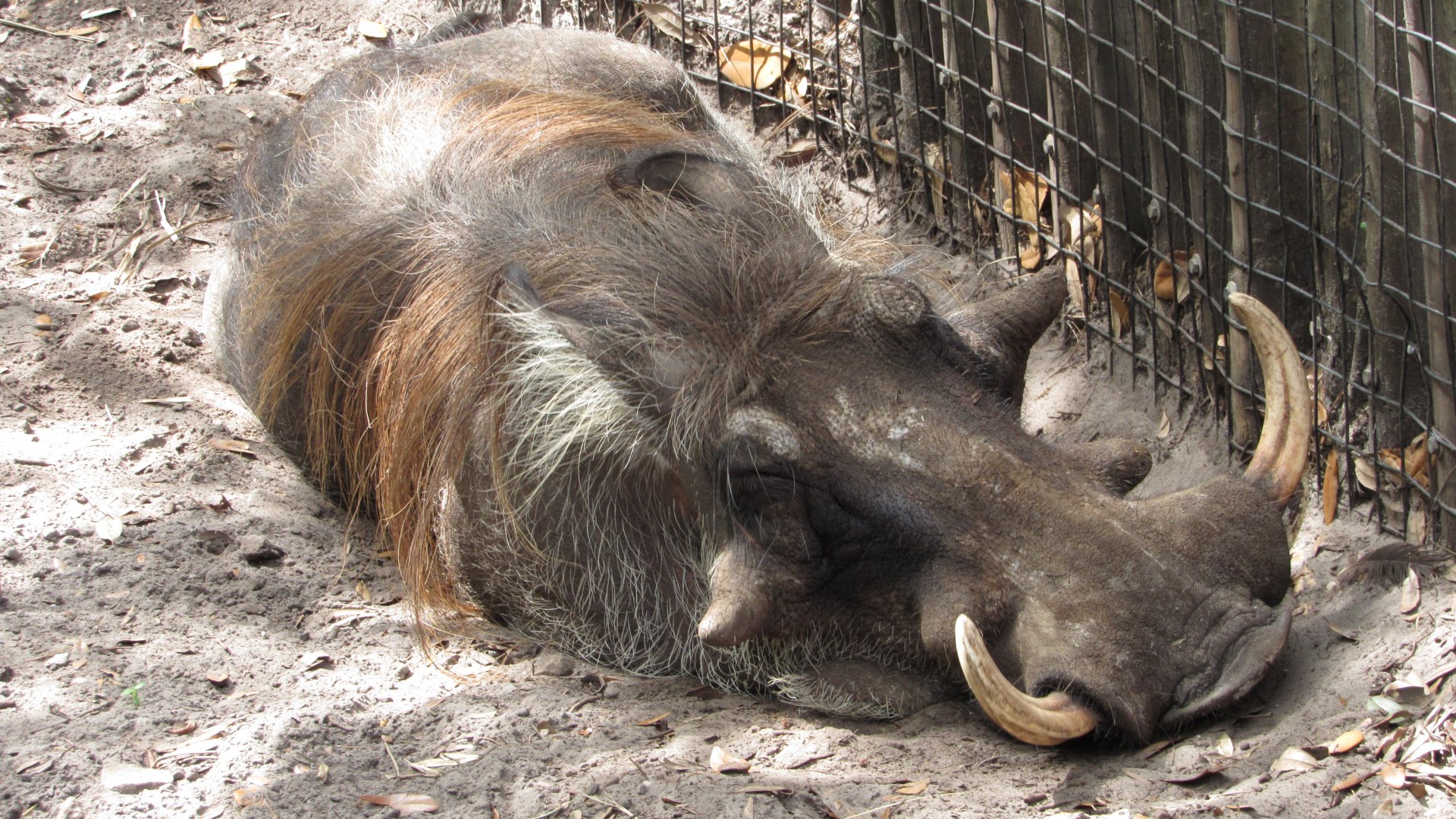 Sleeping Warthog