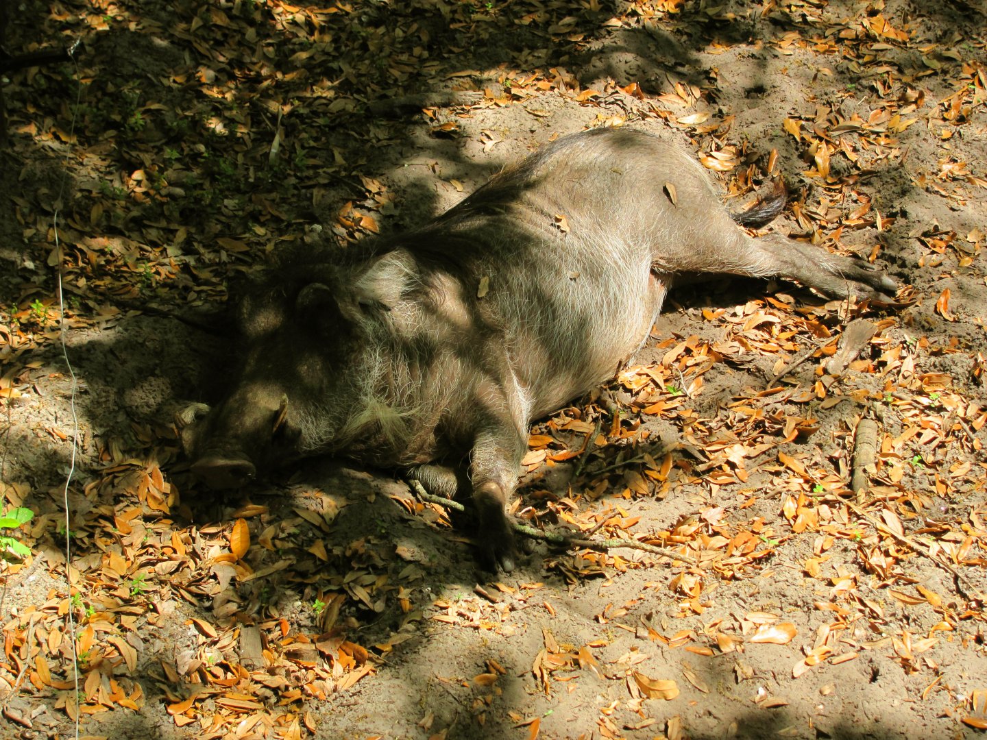 Sleeping Warthog
