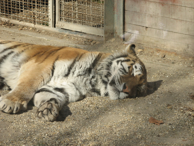 Sleeping well, no bad dreams (Niva)