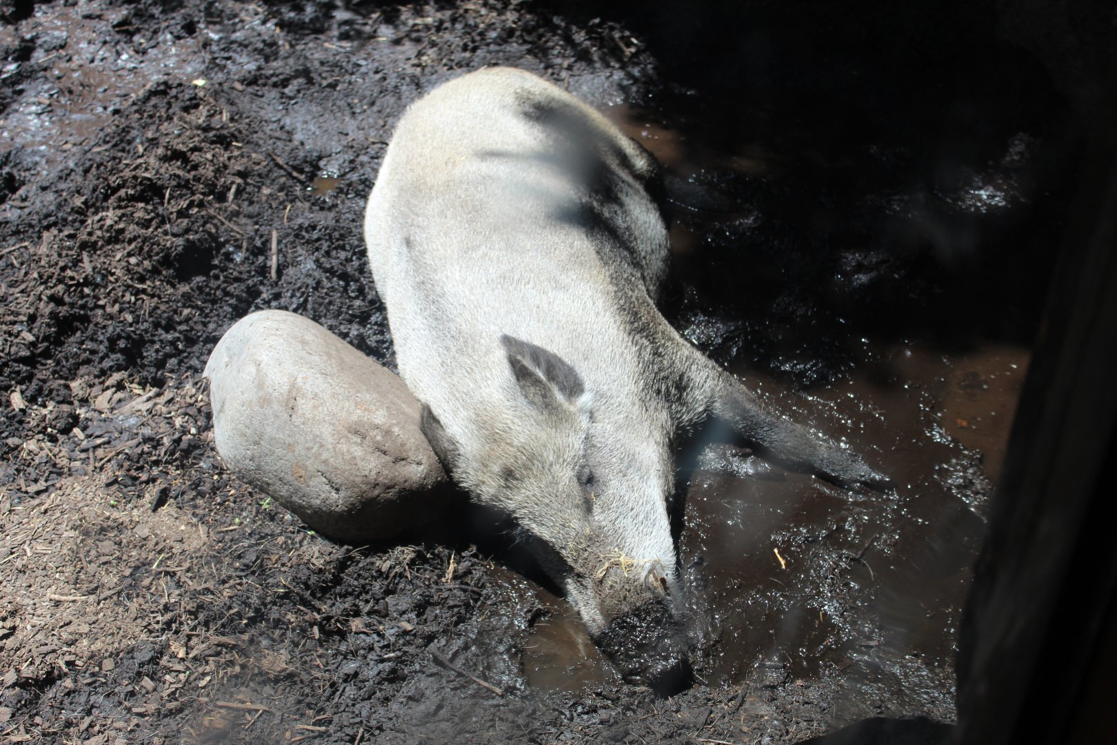 Sleeping Wild Boar- Russia's Grizzly Coast