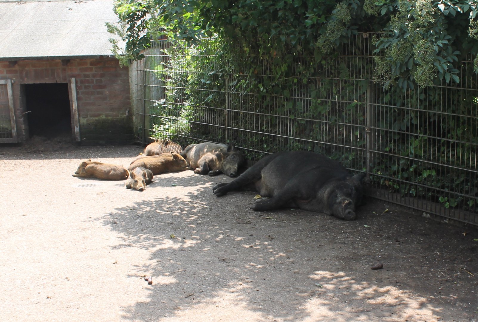 Sleeping Wild boars