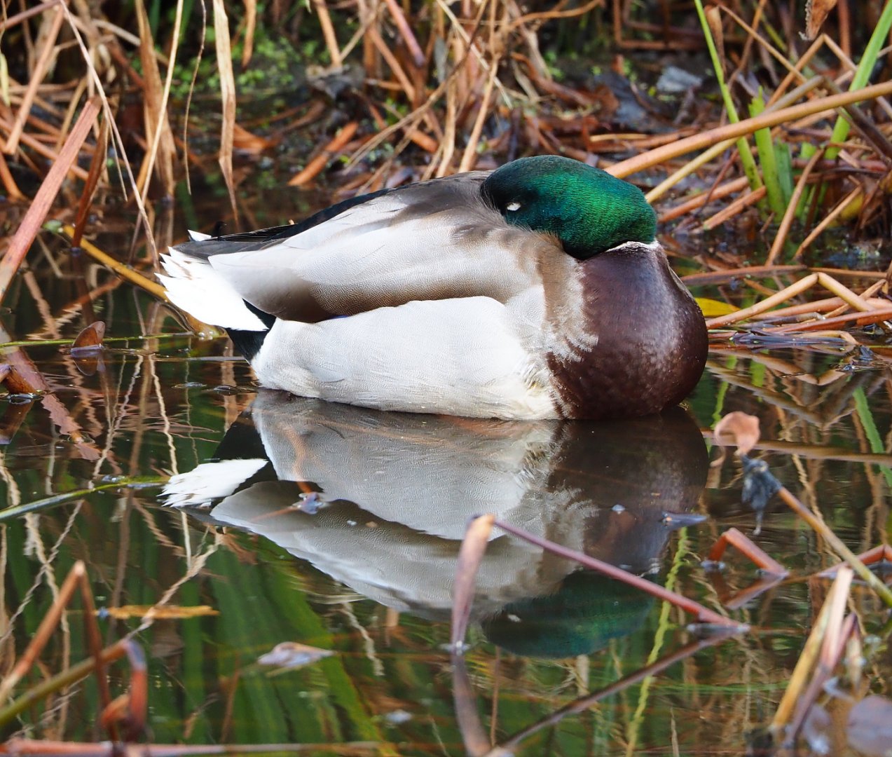 Sleeping wild Mallard drake (Anas platyrhynchos), 2021-12-07