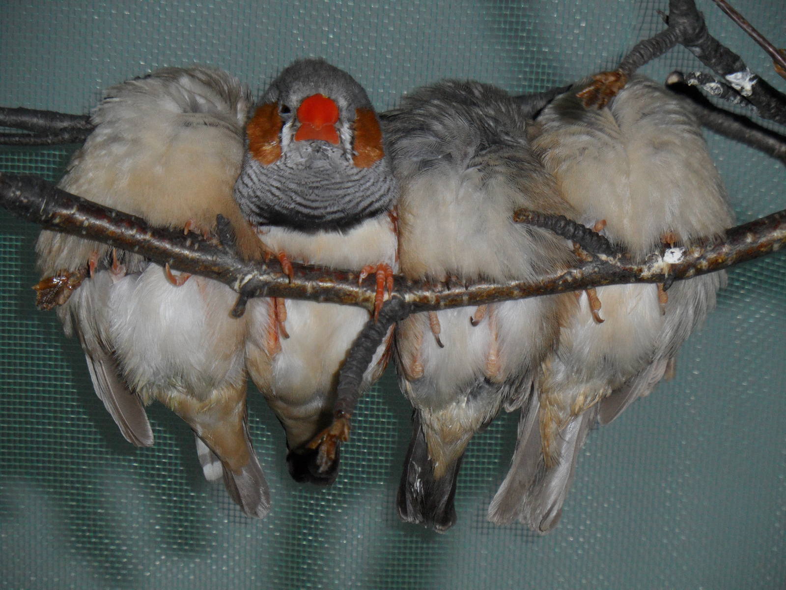Sleeping zebra finches