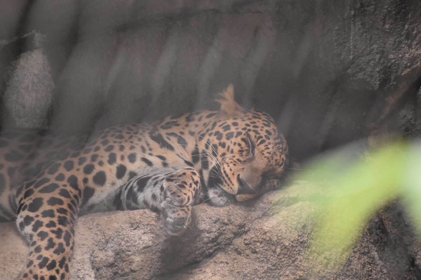 Sleepy African Leopard