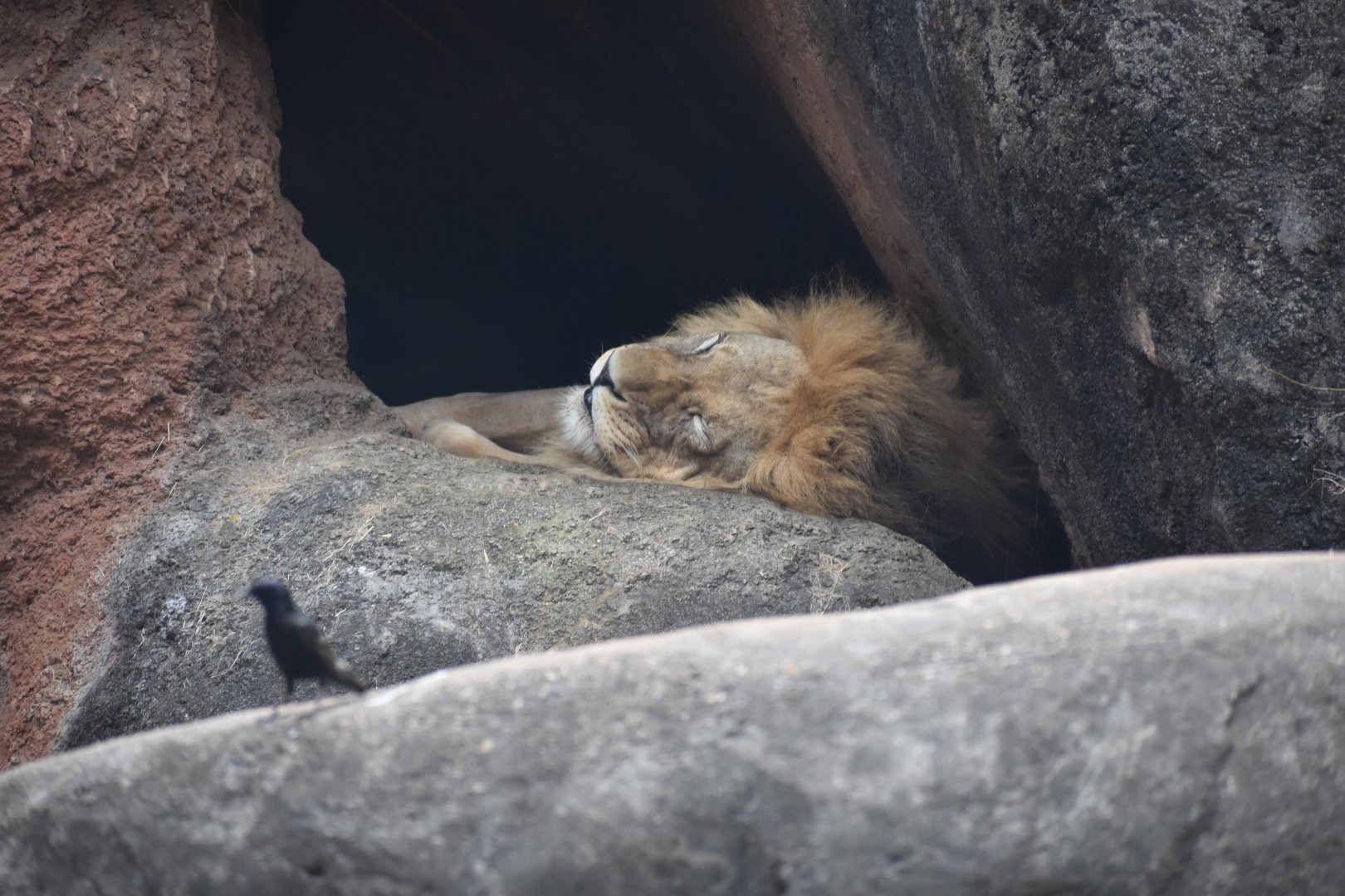 Sleepy African Lion