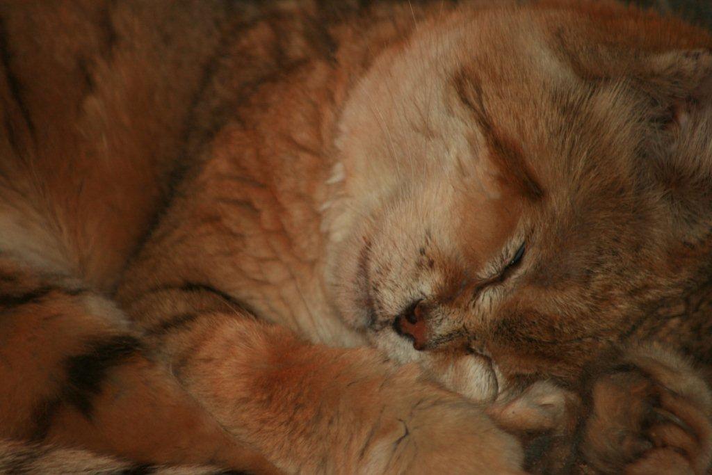 Sleepy African Sand Cat Close Up