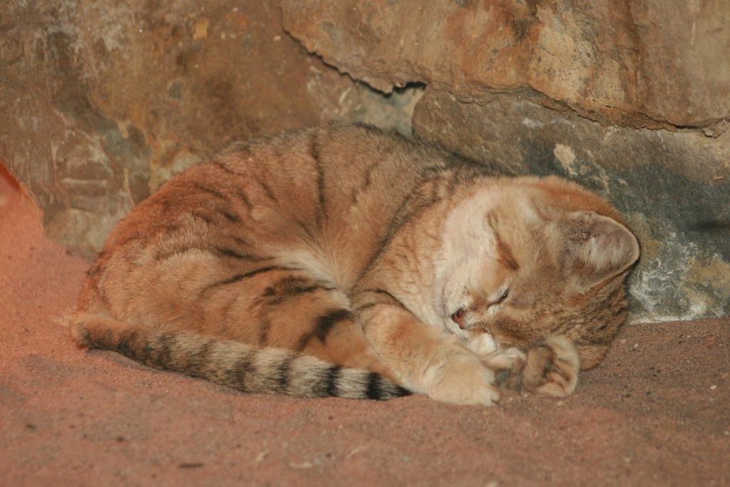 Sleepy African Sand Cat