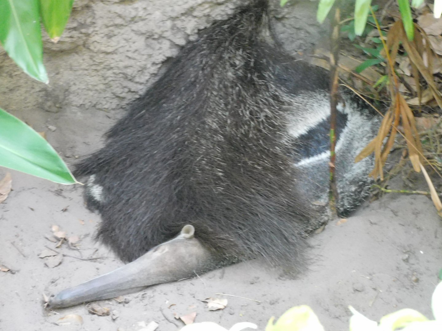 Sleepy anteater