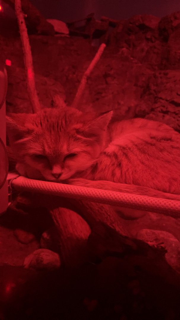 Sleepy Arabian Sand Cat