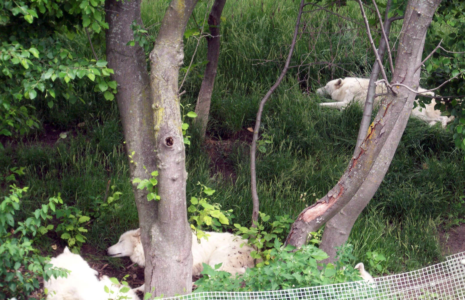 Sleepy Arctic Wolves.