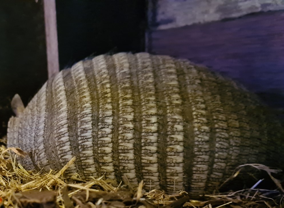 Sleepy armadillo