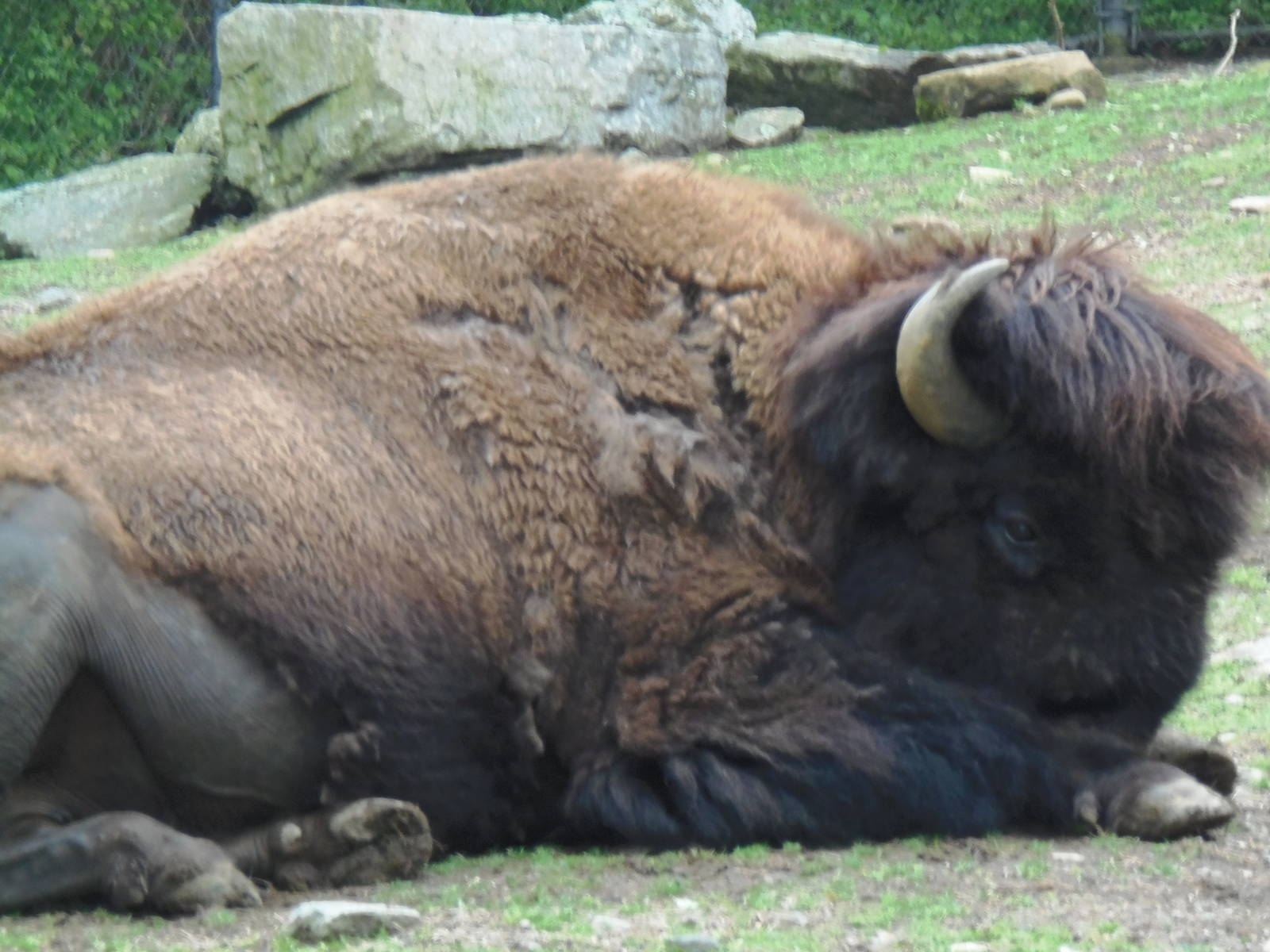 Sleepy Bison
