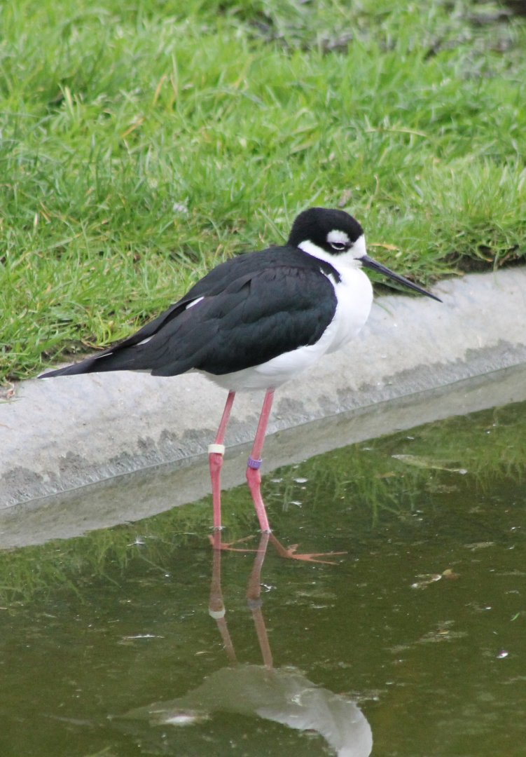 Sleepy Black-necked stilt