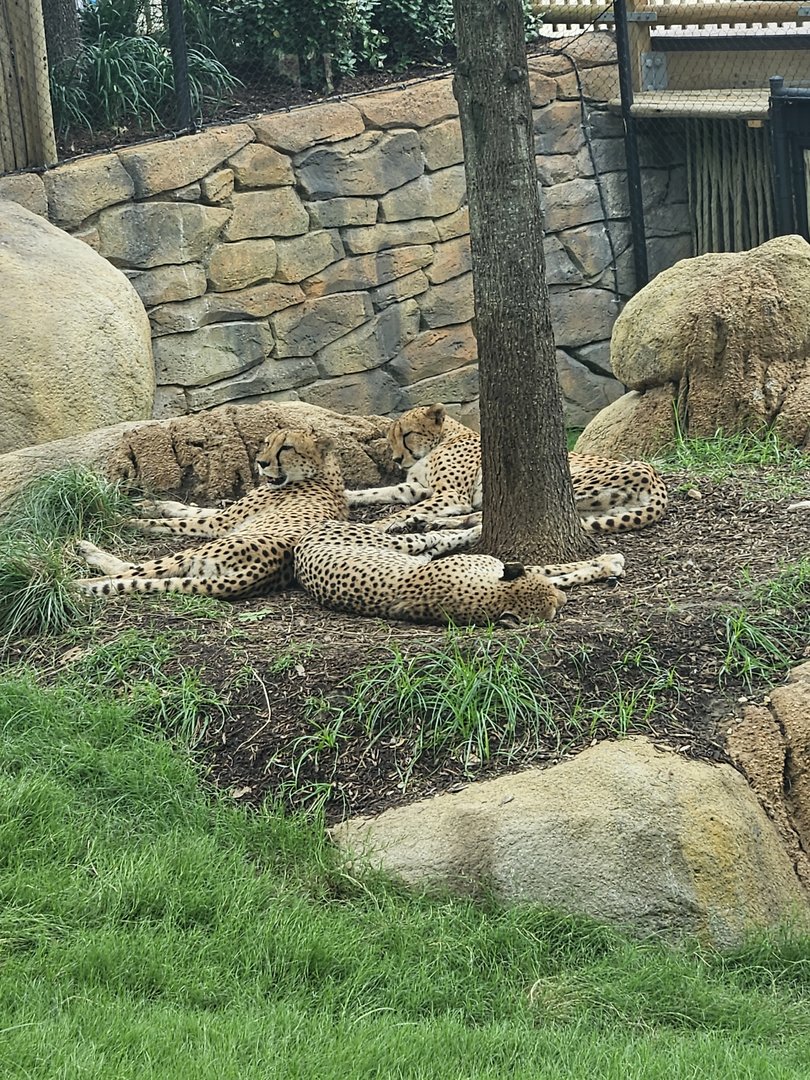 Sleepy cheetahs
