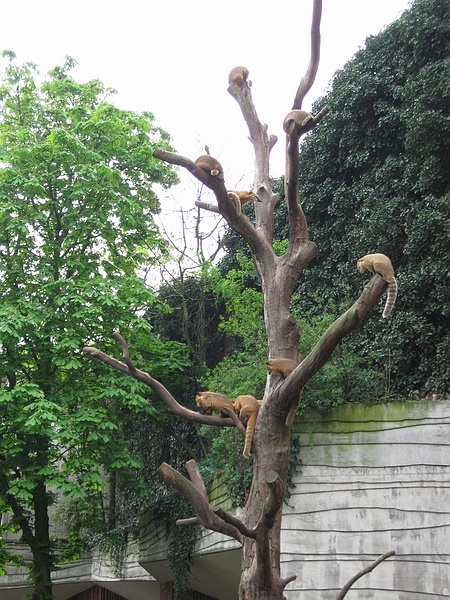 sleepy Coati's in a tree