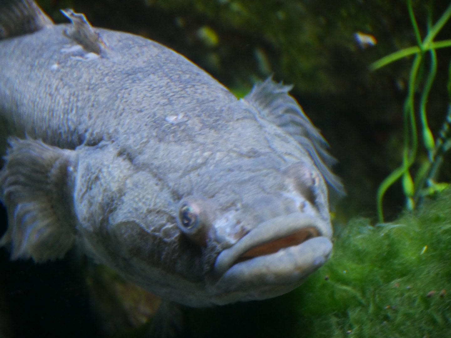 Sleepy Cod - Oxyeleotris lineolata