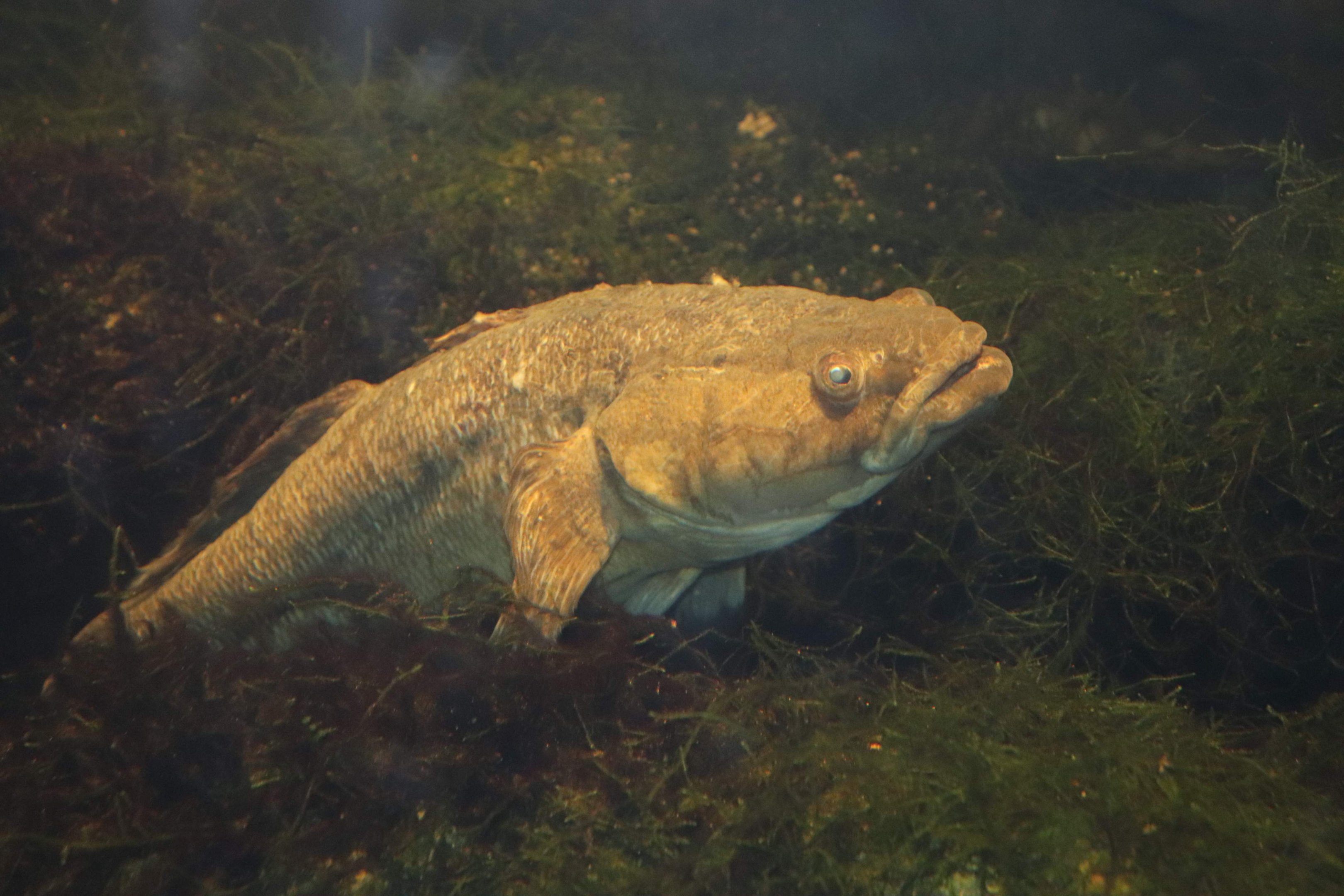 Sleepy Cod (Oxyeleotris lineolatus)