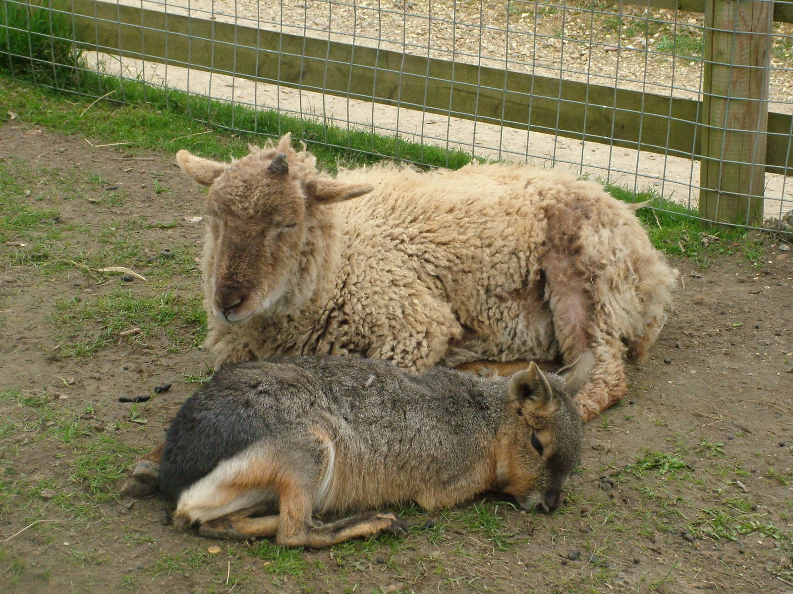 Sleepy creatures at Shepreth 05/04/10