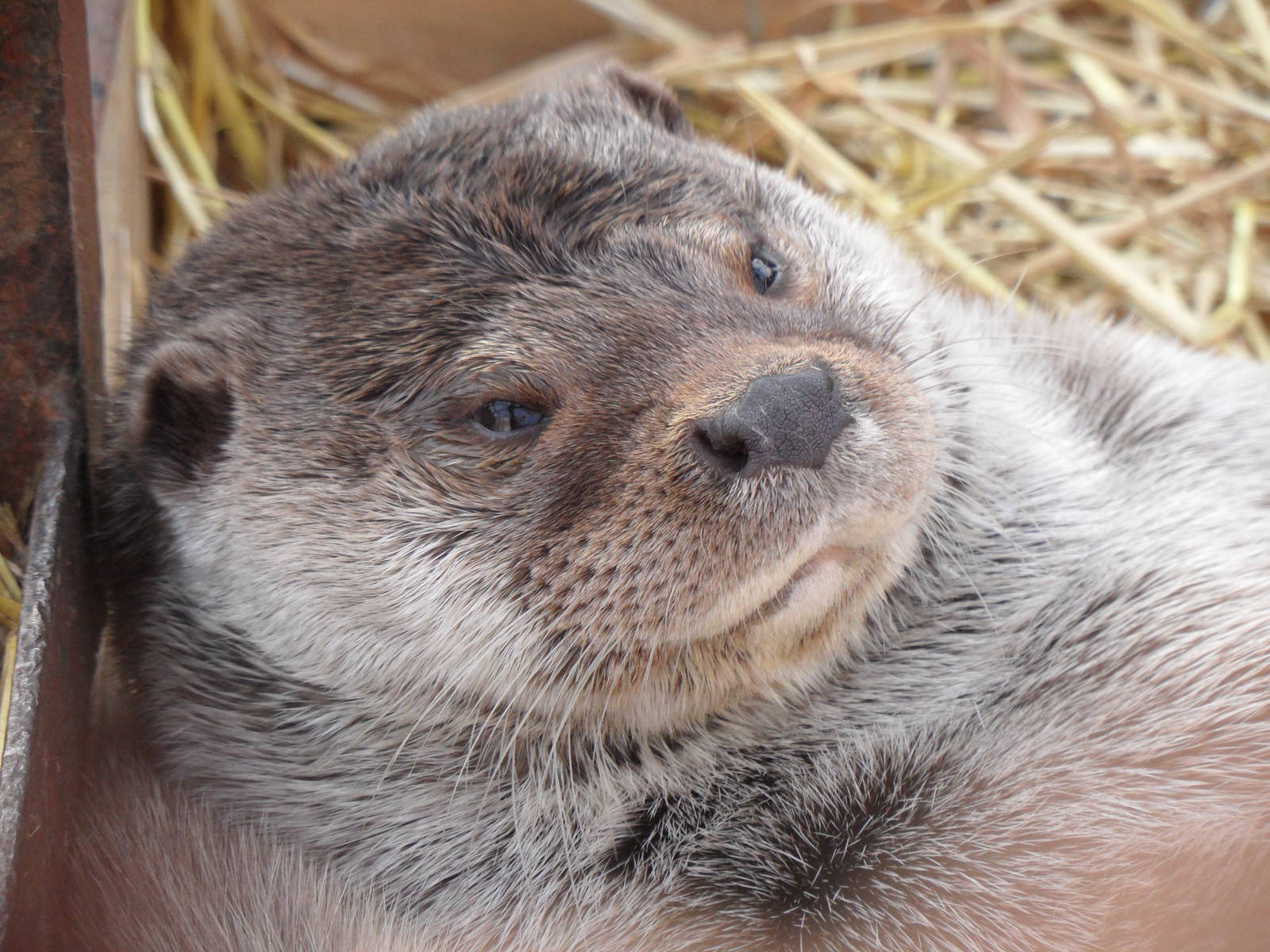 Sleepy eurasian otter