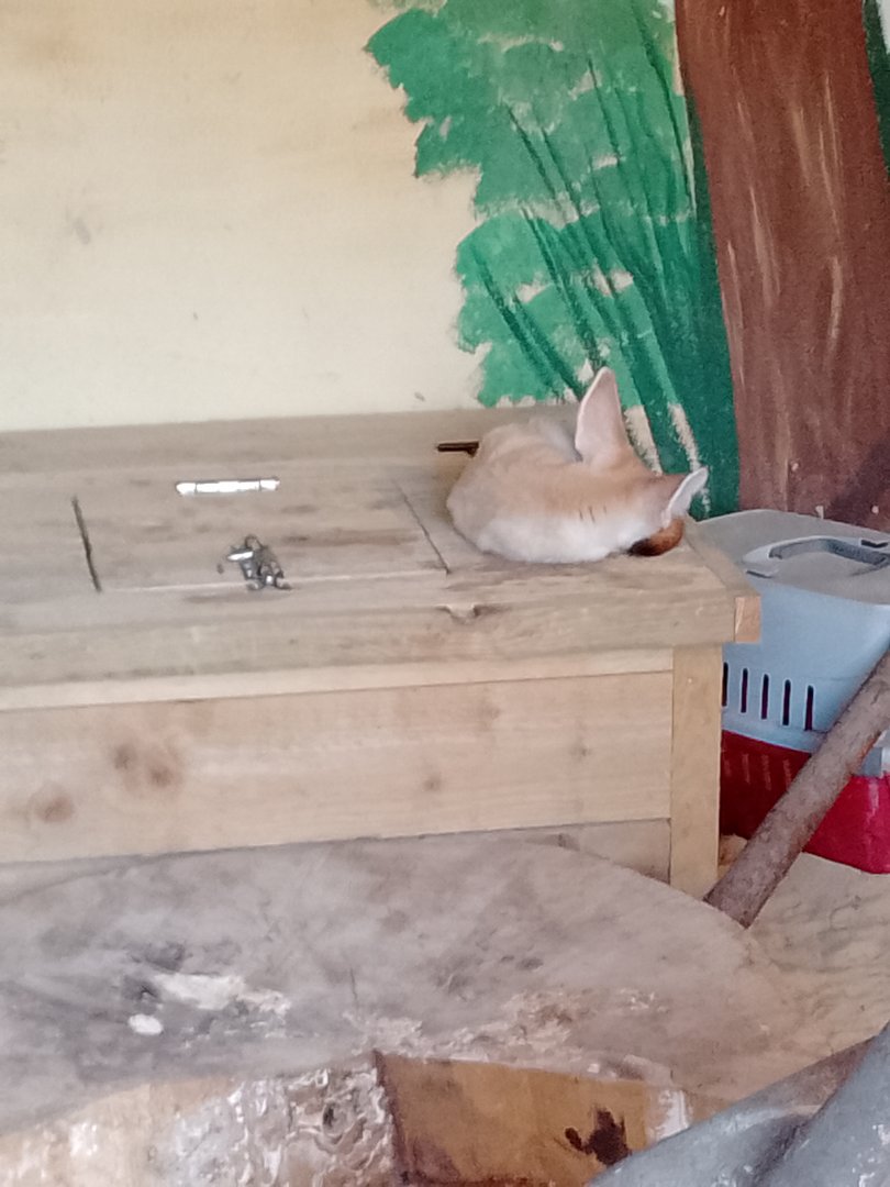 Sleepy fennec fox