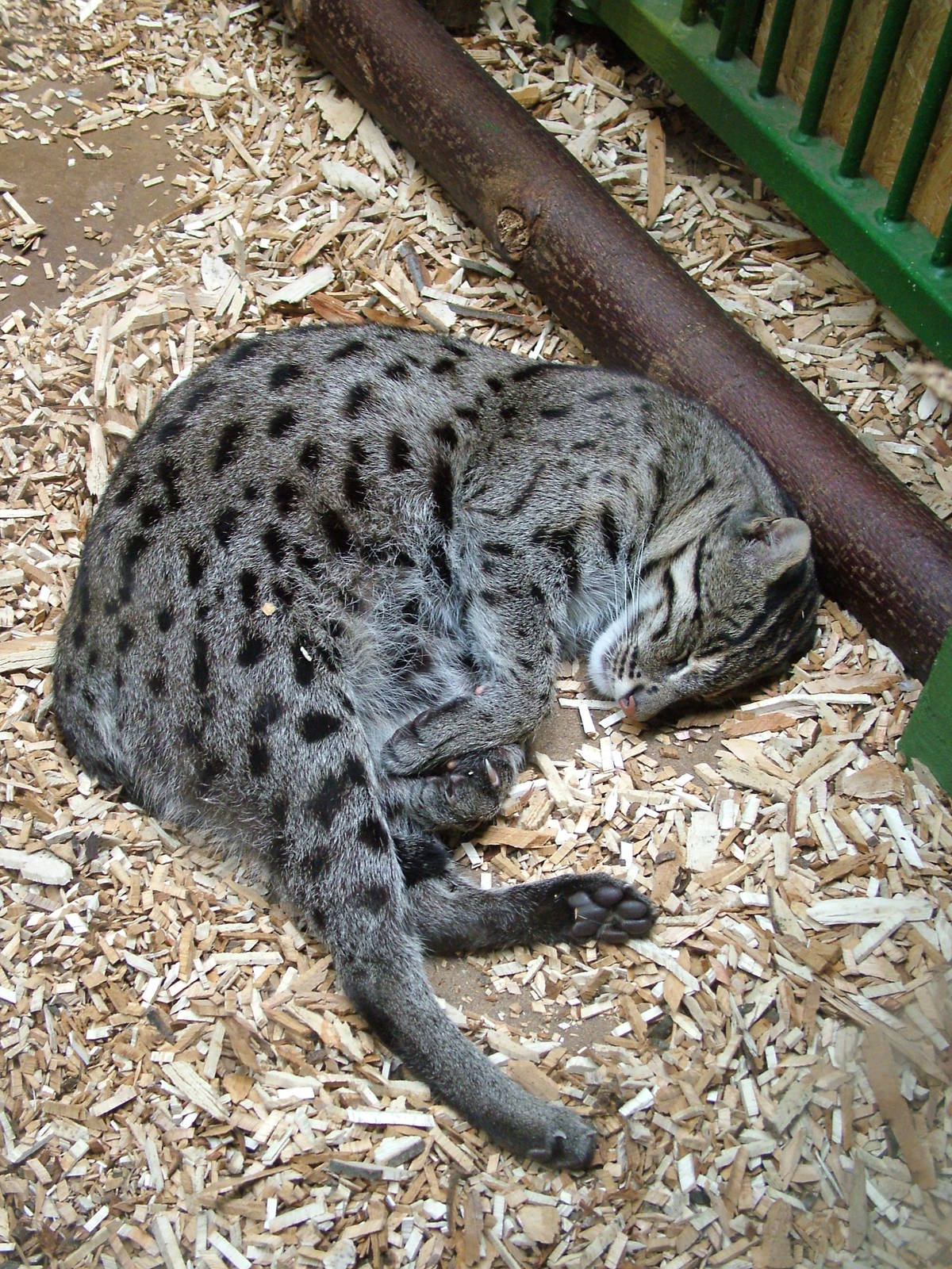 Sleepy Fishing Cat at Prague, 24/05/10