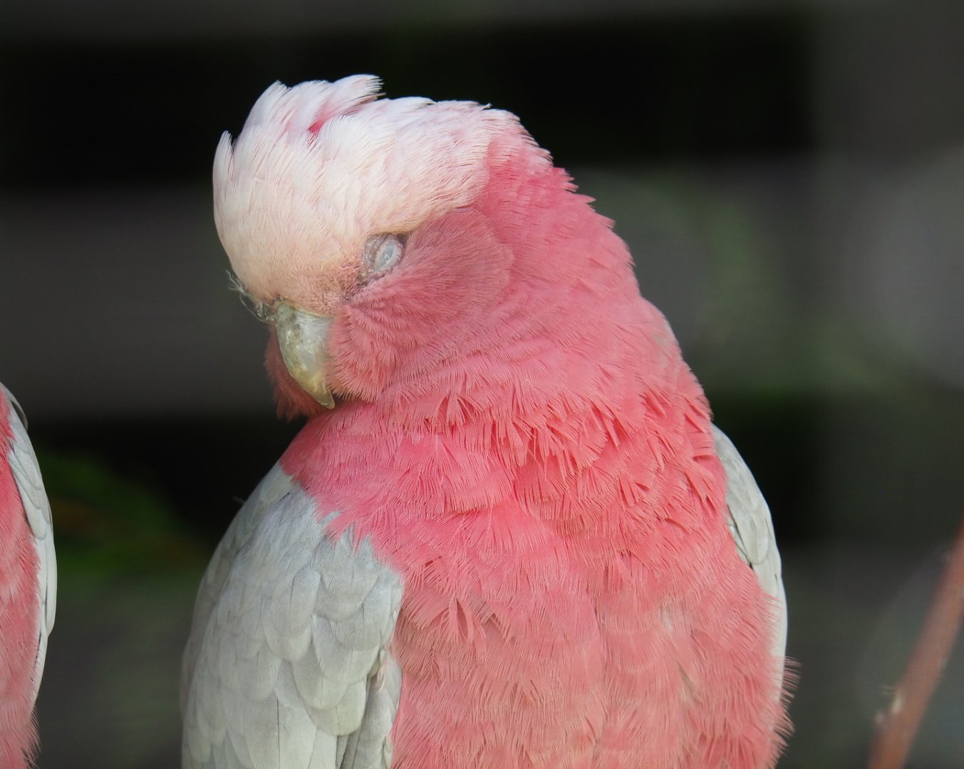 Sleepy Galah (Eolophus roseicapilla), 2019-06-01