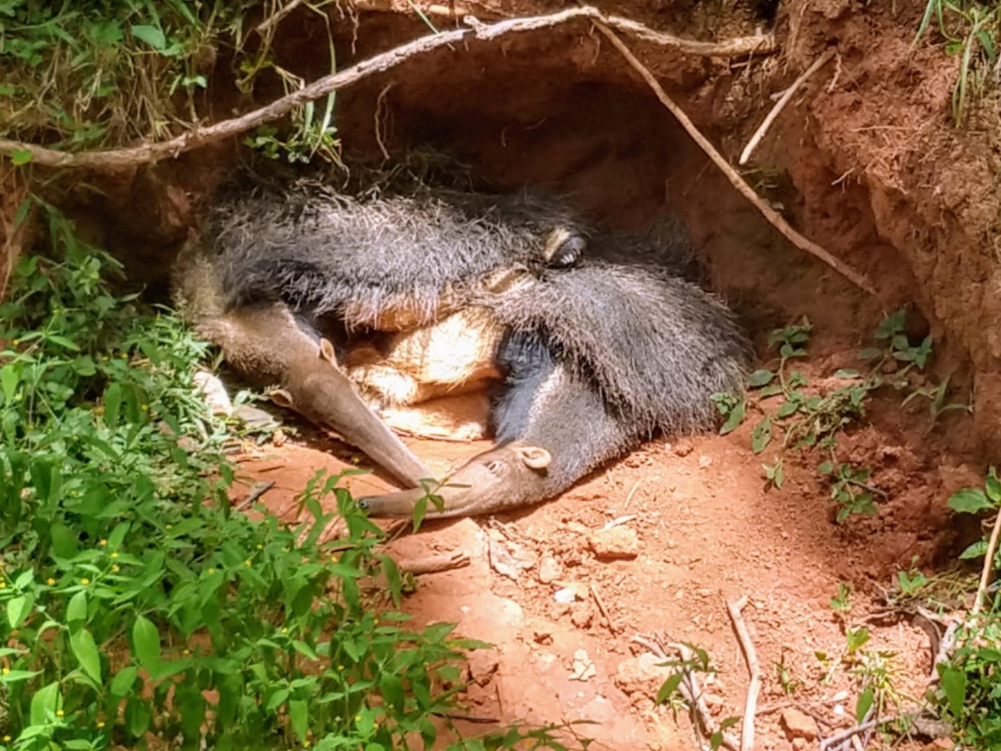 Sleepy Giant anteaters - Belo Horizonte zoo