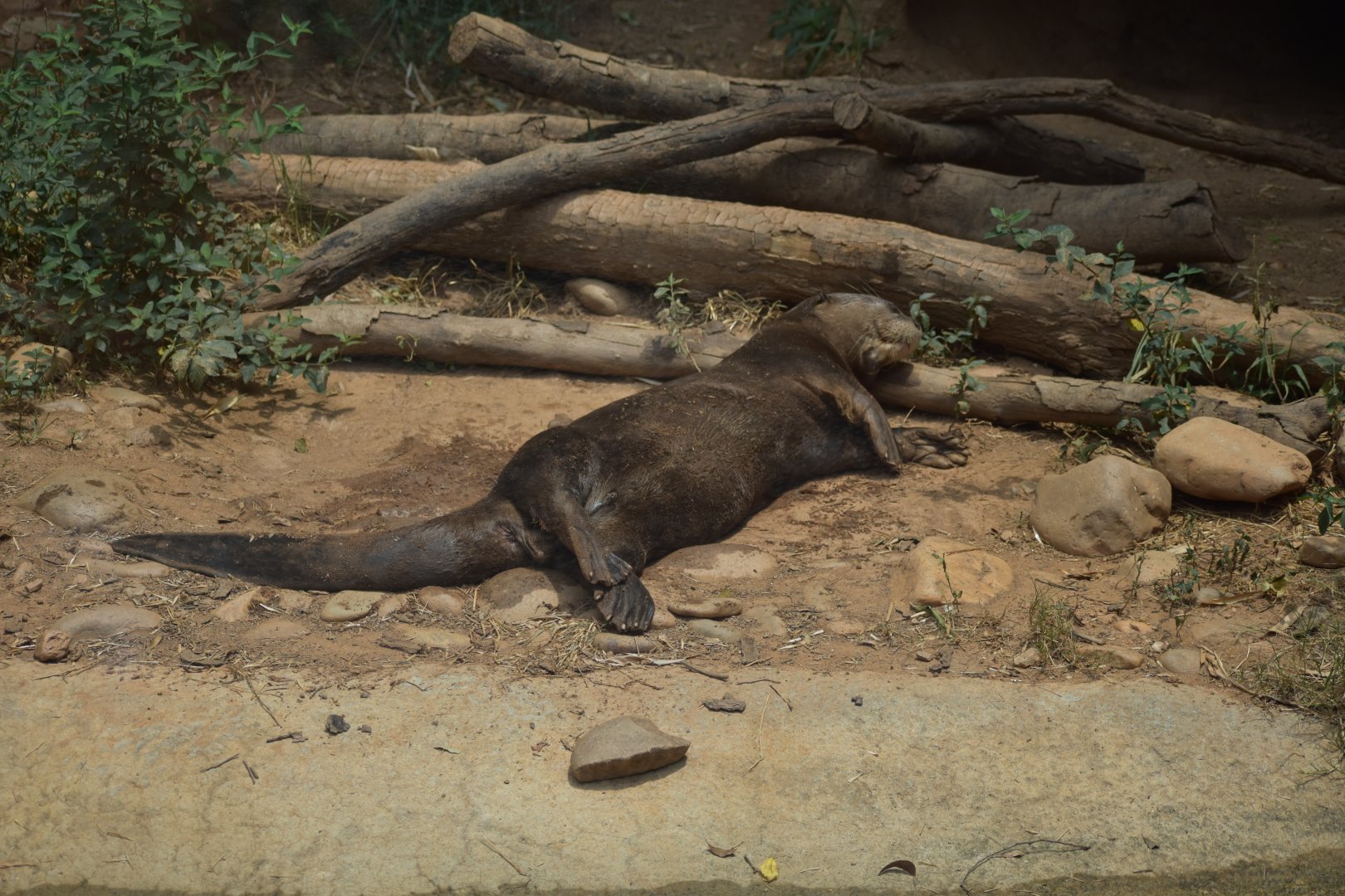 Sleepy Giant Otter