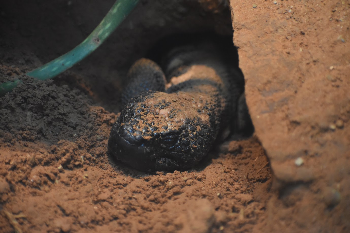 Sleepy Gila Monster (Heloderma suspectum)
