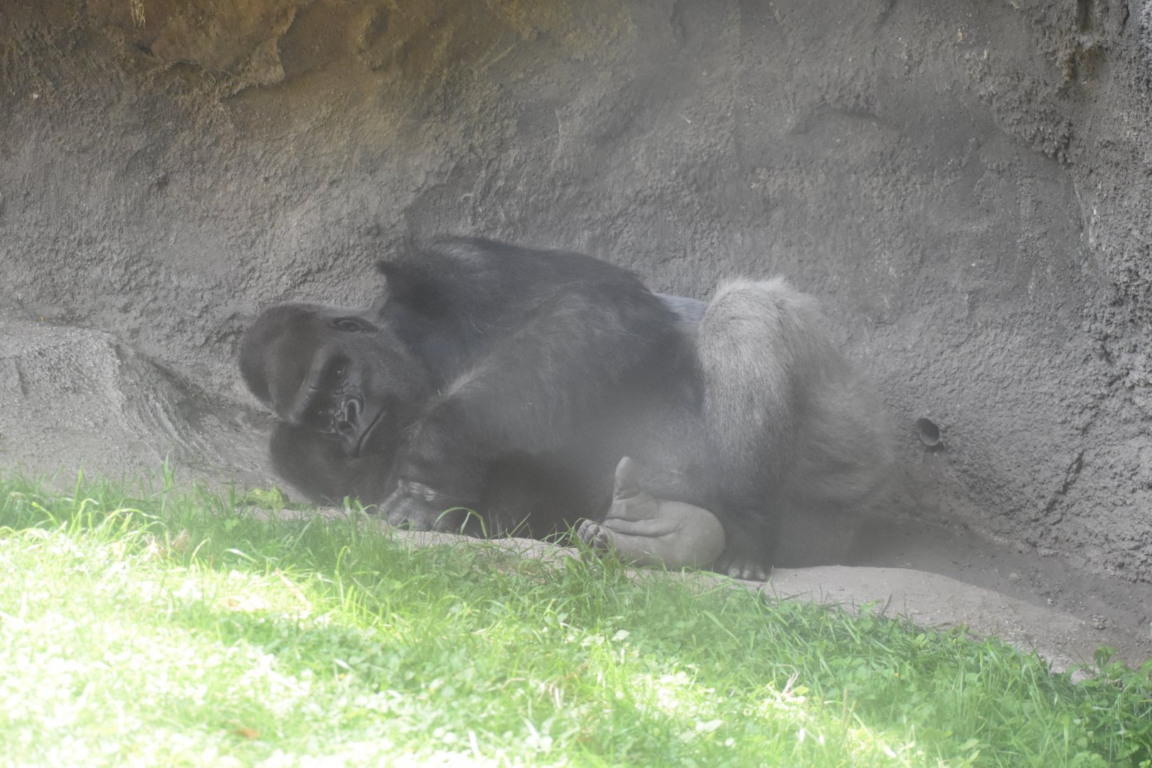 Sleepy Gorilla