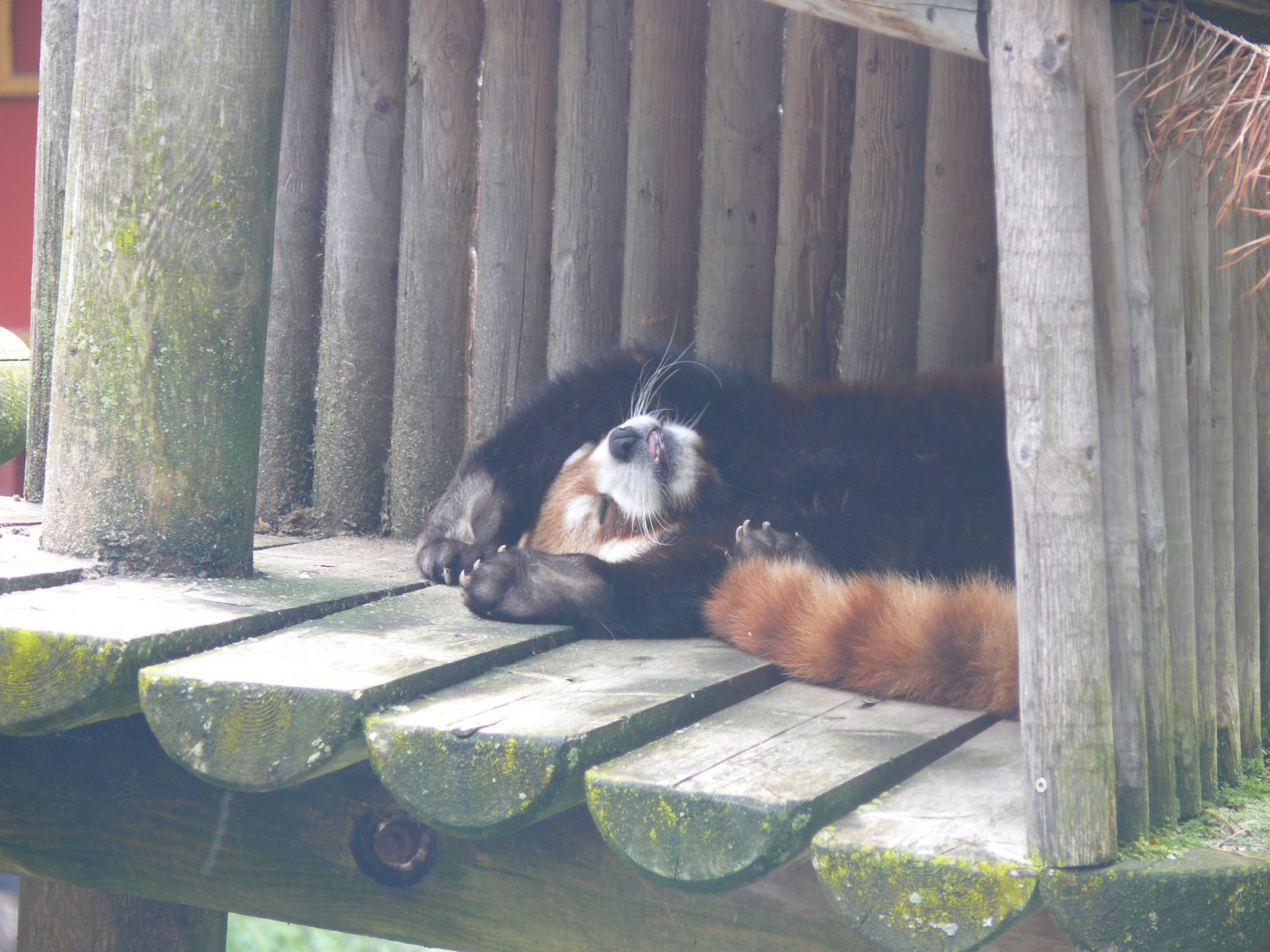 Sleepy (hangover?) Red Panda - 24-08-2020